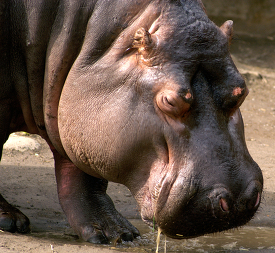 Hippo drinking muddy water