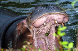 Hippopotamus chewing food zoo teeth at work powerful jaw strengt