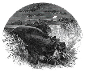 hippopotamus historical illustration africa