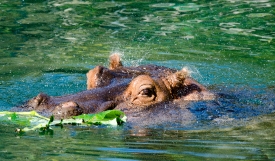 hippopotamus in water Picture hippopotamus head partically subme