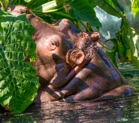 hippopotamus in water Picture hippopotamus semiaquatic mamma hea