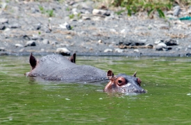 Hippopotamus Lake Naivasha baby hippo and mother in lake
