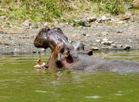 Hippopotamus Lake Naivasha hippo with mouth open near shore afri