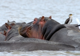 Hippopotamus Lake Naivasha, Kenya Africa closeup pods of hippos 