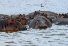 Hippopotamus Lake Naivasha, Kenya Africa closeup view of  head n