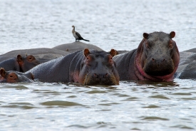 Hippopotamus Lake Naivasha, Kenya Africa group of hippopotamus s