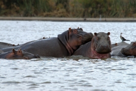 Hippopotamus Lake Naivasha, Kenya Africa Pod of Hippopotamus Lak