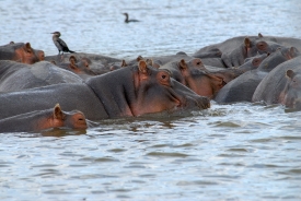 Hippopotamus Lake Naivasha, Kenya Africa Pod of Hippopotamus Lak