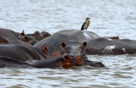 Hippopotamus Lake Naivasha, Kenya Africa pods of hippos in kenya