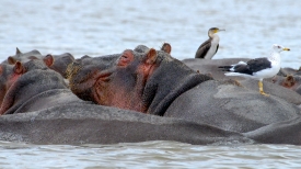 Hippopotamus Lake Naivasha, Kenya Africa pods of hippos in kenya