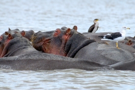 Hippopotamus Lake Naivasha, Kenya Africa pods of hippos with bir