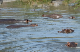 Hippopotamus, Masai Mara National Reserve, Kenya Africa hippopot