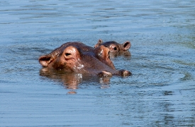 Hippopotamus, Masai Mara National Reserve, Kenya Africa top pf h