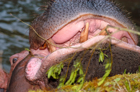 hippopotamus with mouth open showing teeth 60L2-ga