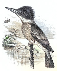 Historic Illustration of Africa Bird