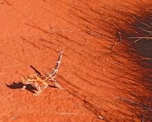 horny devil lizards that inhabit the scrub and desert of western