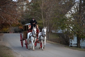 horse-drawn carriage carrying visitors 4