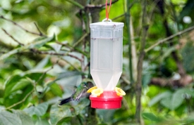 Hummingbird Feeder Costa Rica