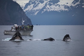 Humpback whales bubble net feeding 2