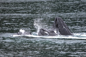 Humpback whales bubble net feeding 4