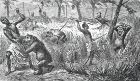 hunters killing gorillas in africa historical illustration afric