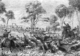 Hunting Kangaroos in Australia
