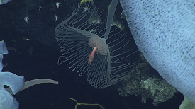 hydrozoans live under a small overhang along with numerous spong