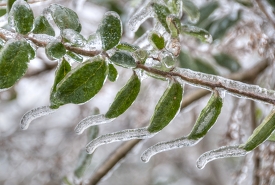 ice covered tree and green leaves winter