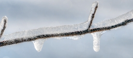 ice pattern on a single tree twig closeup