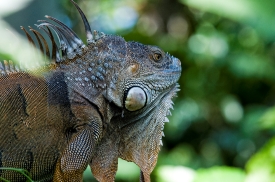 Iguana Costa Rica