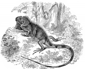 Iguana Illustration