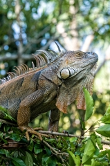 Iguana In Tree Costa Rica 
