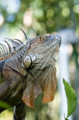 Iguana In Tree Costa Rica