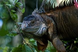 Iguana In Tree Costa Rica