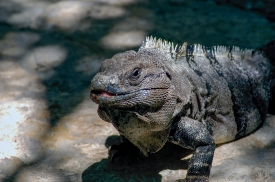iguana mexico