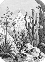 Illustration of a desert landscape with large cacti