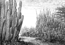 Illustration of Large Cactus im Guatemala