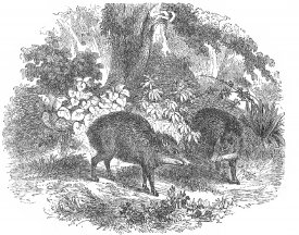 Illustration of two Peccaries