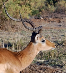 Impala Samburu National Reserve Kenya Africa