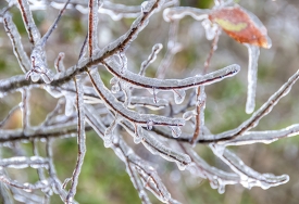 intricate ice patterns on tree branches