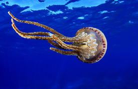 Jellyfish at Pearl and Hermes Atoll 2