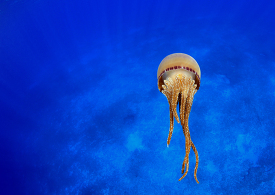 Jellyfish at Pearl and Hermes Atoll
