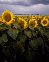 Kansas sunflower field up close