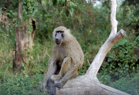 kenya africa baboon rests of old tree branch