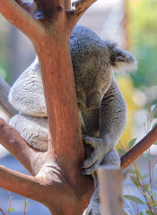 Koala Bear sitting in a tree at zoo