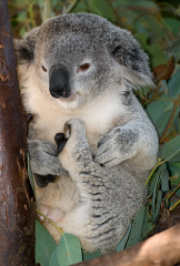 koala sitting in a tree with its feet in the air