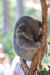 koala sitting in tree_075A