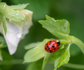 ladybug on garden pea flower