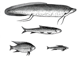 lake fishes of central africa historical illustration africa