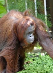 large adult orangutan walking